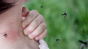 Registraron más de 300 casos de Dengue en distintos puntos de Argentina