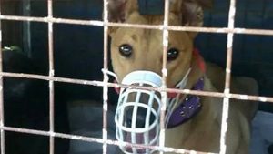 Rescataron 77 perros y demoraron a 150 personas por participar de carreras