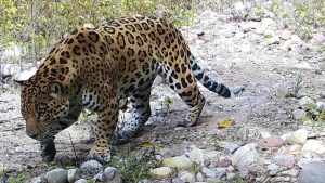 Descubrieron la presencia de un ejemplar de yaguareté