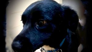 Saul, el perro héroe que salvó a su dueño de una caída en un bosque