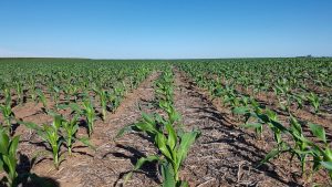 Tras las lluvias, afirman que el maíz tardío es el cultivo con mayor potencial de rinde