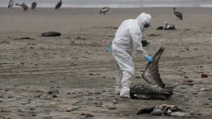 Gripe Aviar: Perú cierra sus playas