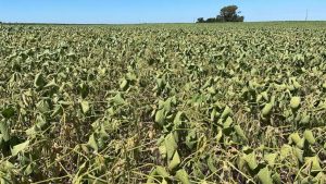 Proyectan una fuerte caída de las cosechas de soja y maíz, por la sequía y las altas temperaturas