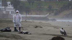 Murieron 14.000 aves marinas silvestres por la gripe aviar en Perú