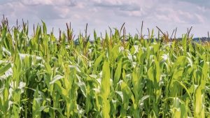 Detalles sobre el programa de beneficios para pequeños productores de soja y maíz