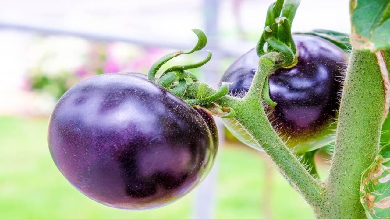 Tomate morado transgénico podría venderse en Estados Unidos en 2022 0